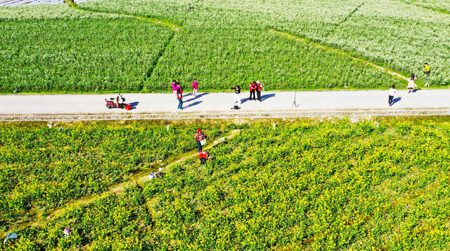 乡村  田园  春光  油菜花  旅游