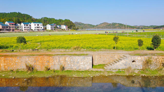 乡村  田园  春光  油菜花  旅游