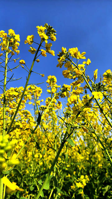 绿心九郎的油菜花