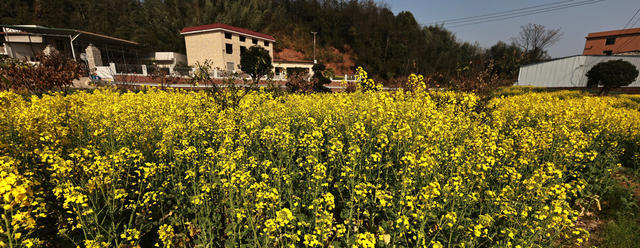 绿心九郎的油菜花