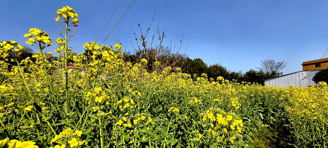 绿心九郎的油菜花