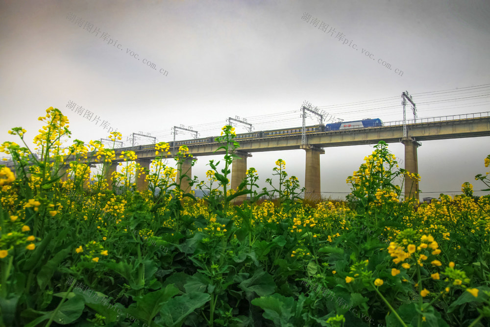 湖南 湘西 龙山 春天 列车 花 桥