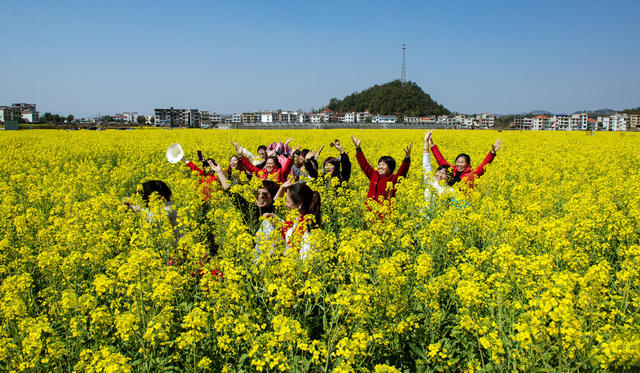 油菜花     游客      陶醉   打卡