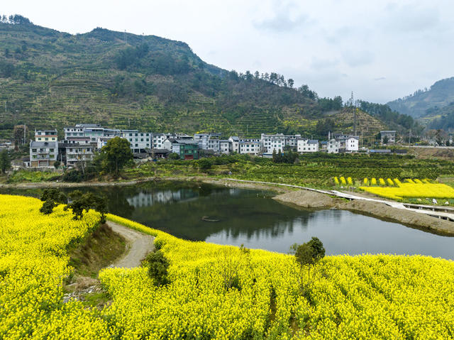春景 生态 油菜花 田野
