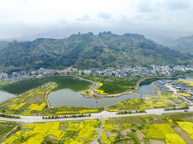 春景 生态 油菜花 田野