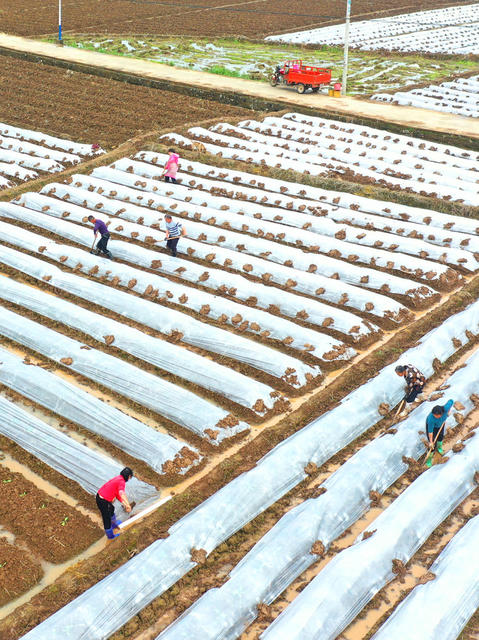 湖南嘉禾：科技种植  助力增产