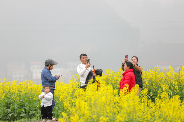 油菜花 旅游