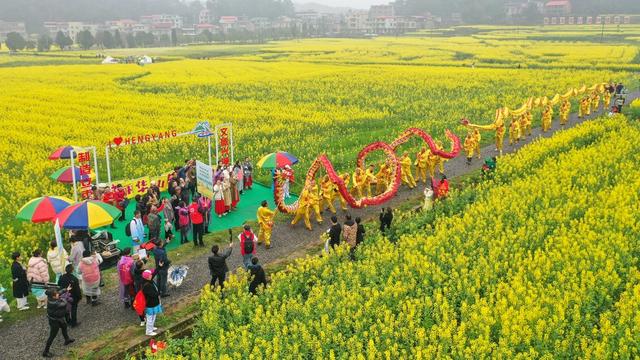 油菜花 旅游