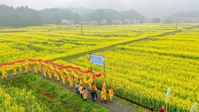 油菜花 旅游