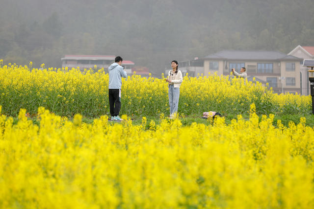 油菜花 旅游