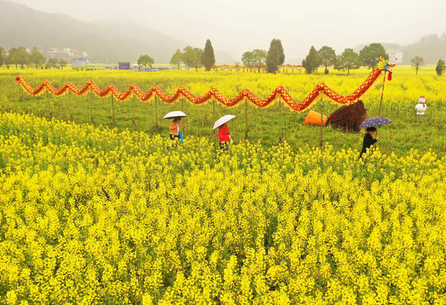 油菜花 衡阳县 春光 踏青赏花