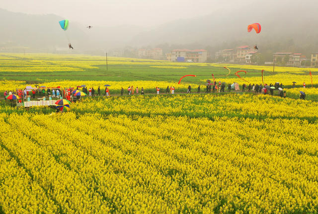 油菜花 衡阳县 春光 踏青赏花