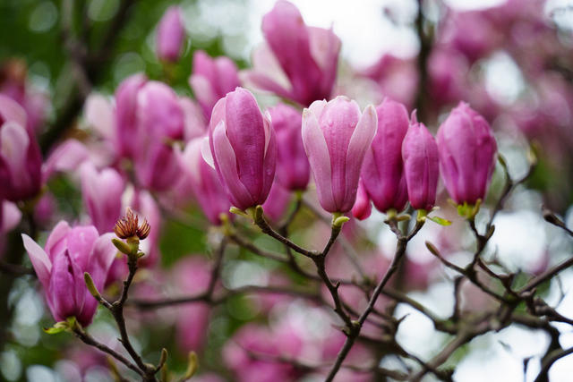 春意浓 玉兰花开