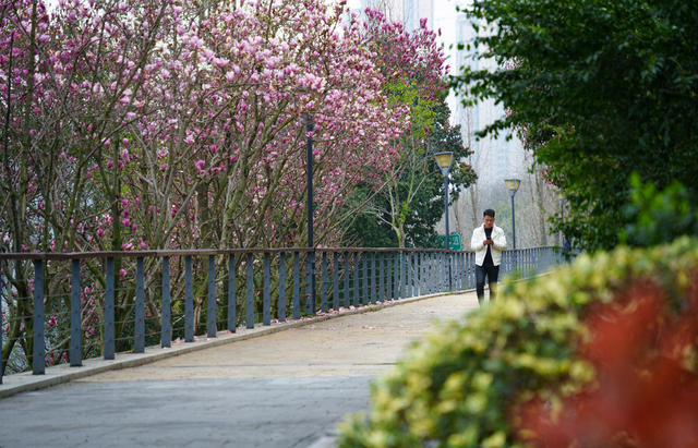 春意浓 玉兰花开