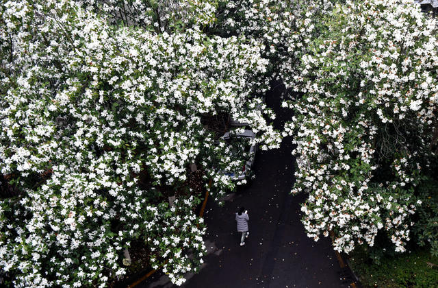 春日 玉兰花 绽放 居民