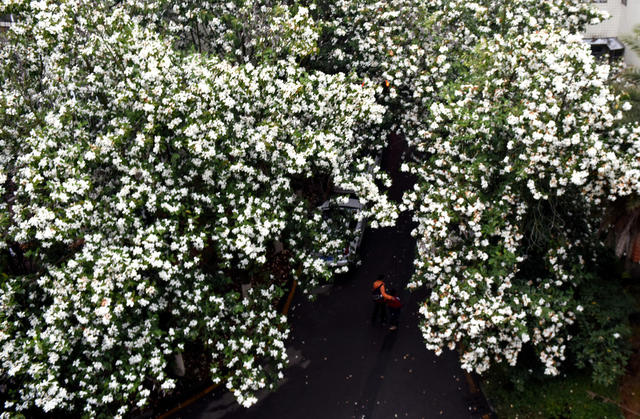 春日 玉兰花 绽放 居民