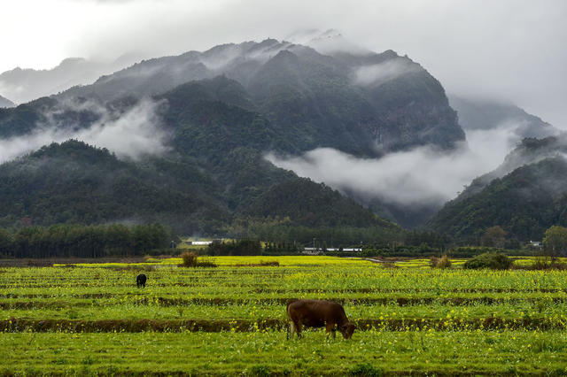 春天、瑶乡、油菜花、仙境
