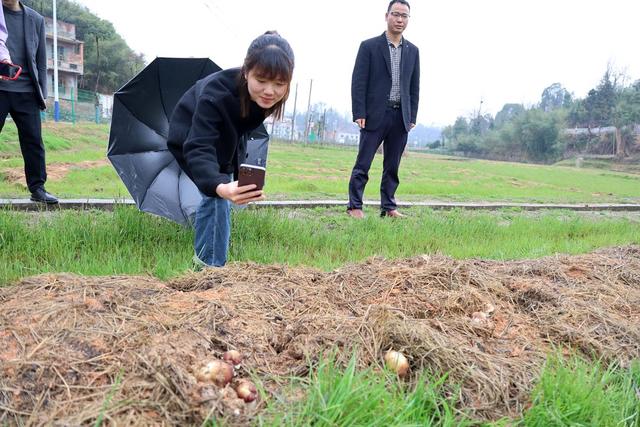 脱贫攻坚
赤松茸
乡村振兴

