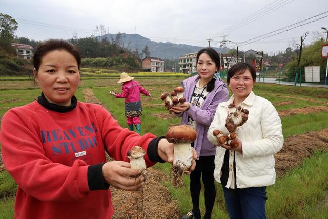 脱贫攻坚
赤松茸
乡村振兴

