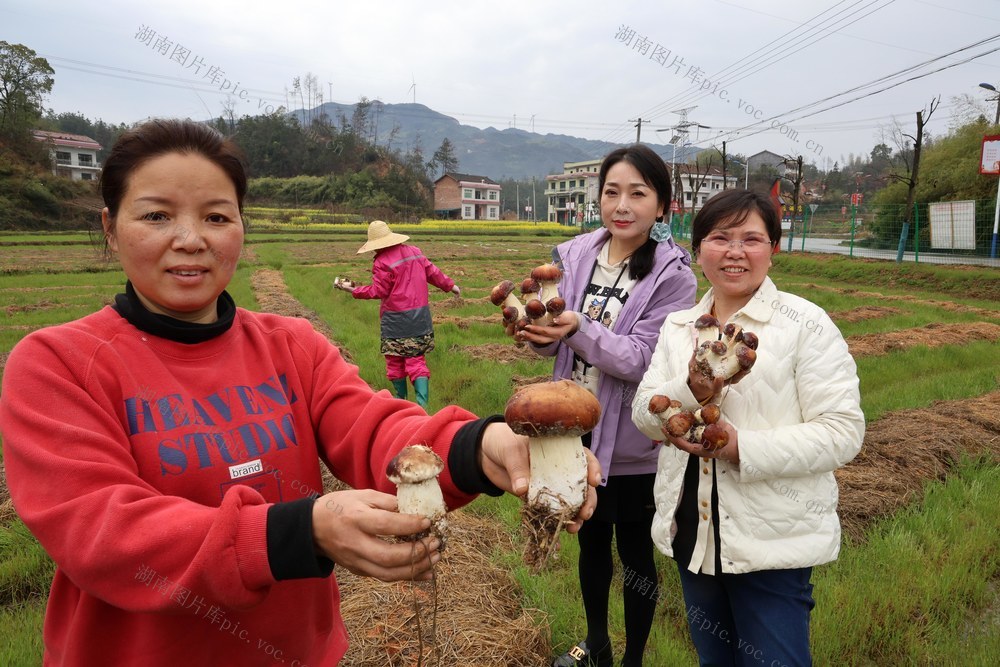 脱贫攻坚
赤松茸
乡村振兴

