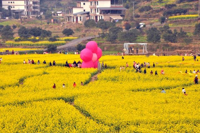 花海  游客 黄背 赏花