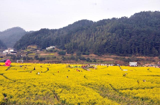 花海  游客 黄背 赏花