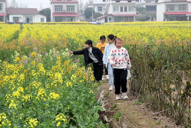 南县囗坚持口油菜口种植