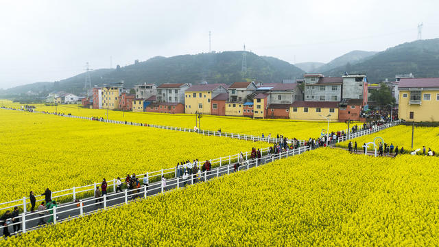 油菜花开  踏青  乡村旅游