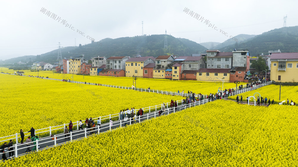 油菜花开  踏青  乡村旅游