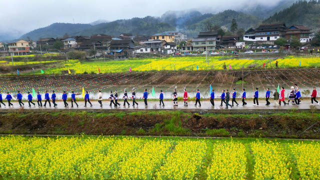 通道 侗族 乡村 油菜 花海 游客 游玩 赏花 拍照 