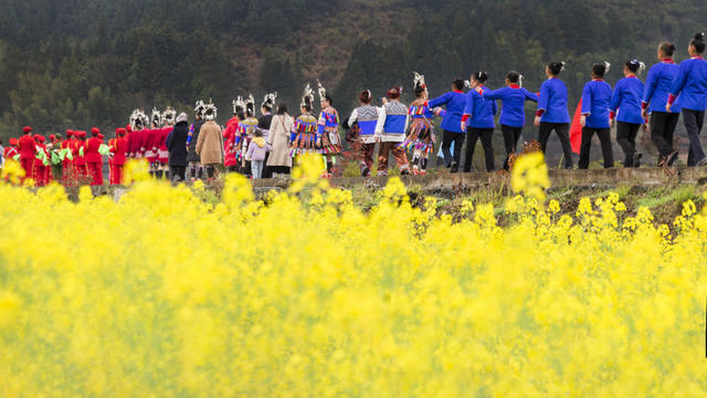 通道 侗族 乡村 油菜 花海 游客 游玩 赏花 拍照 