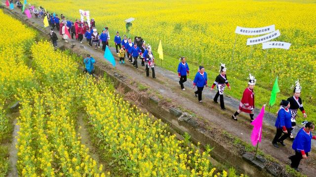 通道 侗族 乡村 油菜 花海 游客 游玩 赏花 拍照 