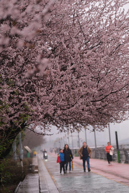 李花盛开，浏阳河风光带