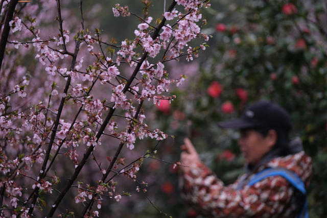 李花盛开，浏阳河风光带