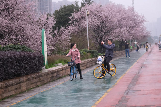 李花盛开，浏阳河风光带