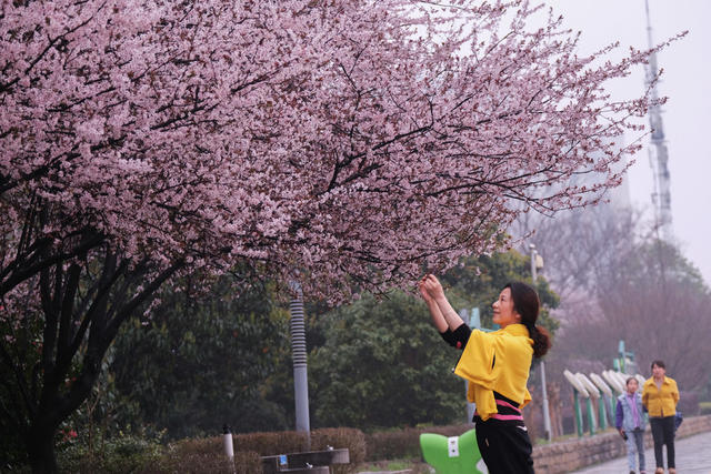 李花盛开，浏阳河风光带