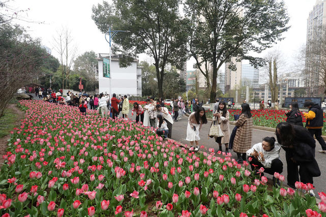 踏青游玩 花海 春色美如画 游客 乐享春光