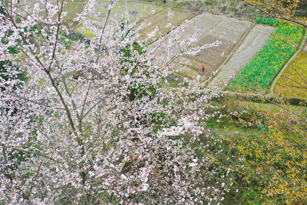 湖南，湘西，春日，劳作，相伴，山花，农民，农时，耕作，忙碌