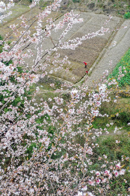 湖南，湘西，春日，劳作，相伴，山花，农民，农时，耕作，忙碌