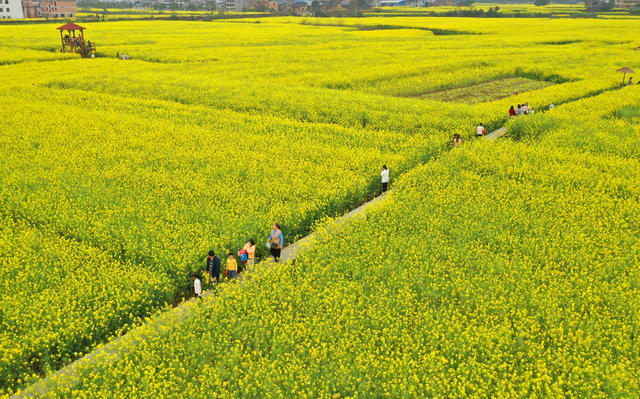 油菜花 春光 乡村 美景