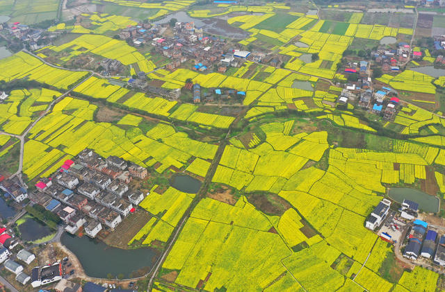 油菜花 春光 乡村 美景