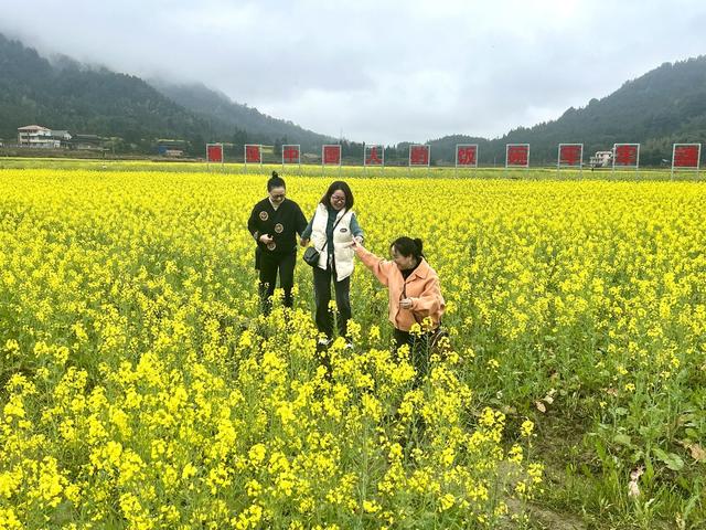 油菜花，春天里的浪漫
