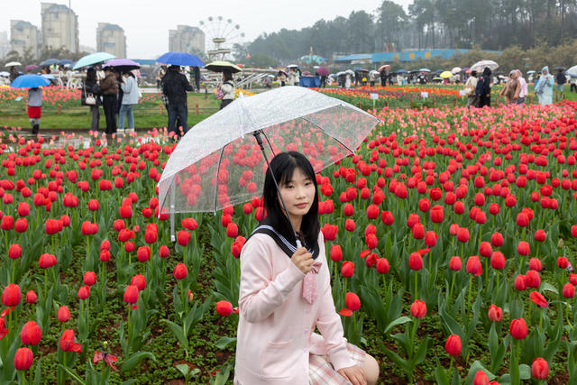 雨中  花海   游人