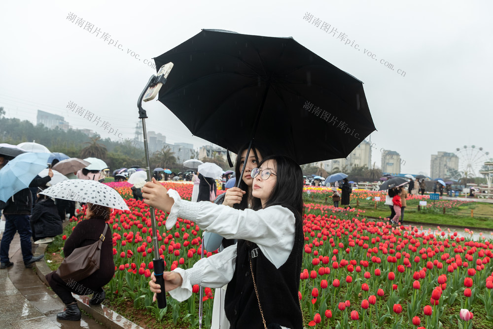 雨中  花海   游人