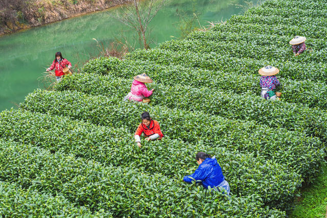 隘口村  喜采明前茶  力求好收益