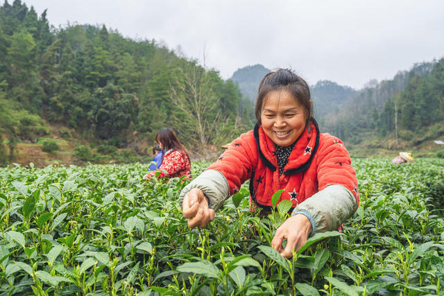 隘口村  喜采明前茶  力求好收益