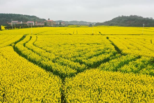 油菜花 水田 航拍 衡阳 乡村