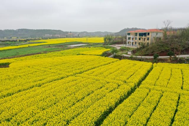 油菜花 水田 航拍 衡阳 乡村