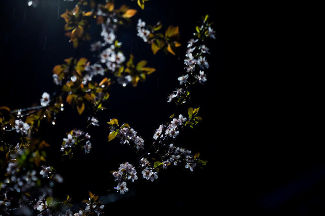夜晚  繁花  开放  雨天  春天  宁静