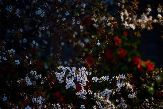 夜晚  繁花  开放  雨天  春天  宁静
